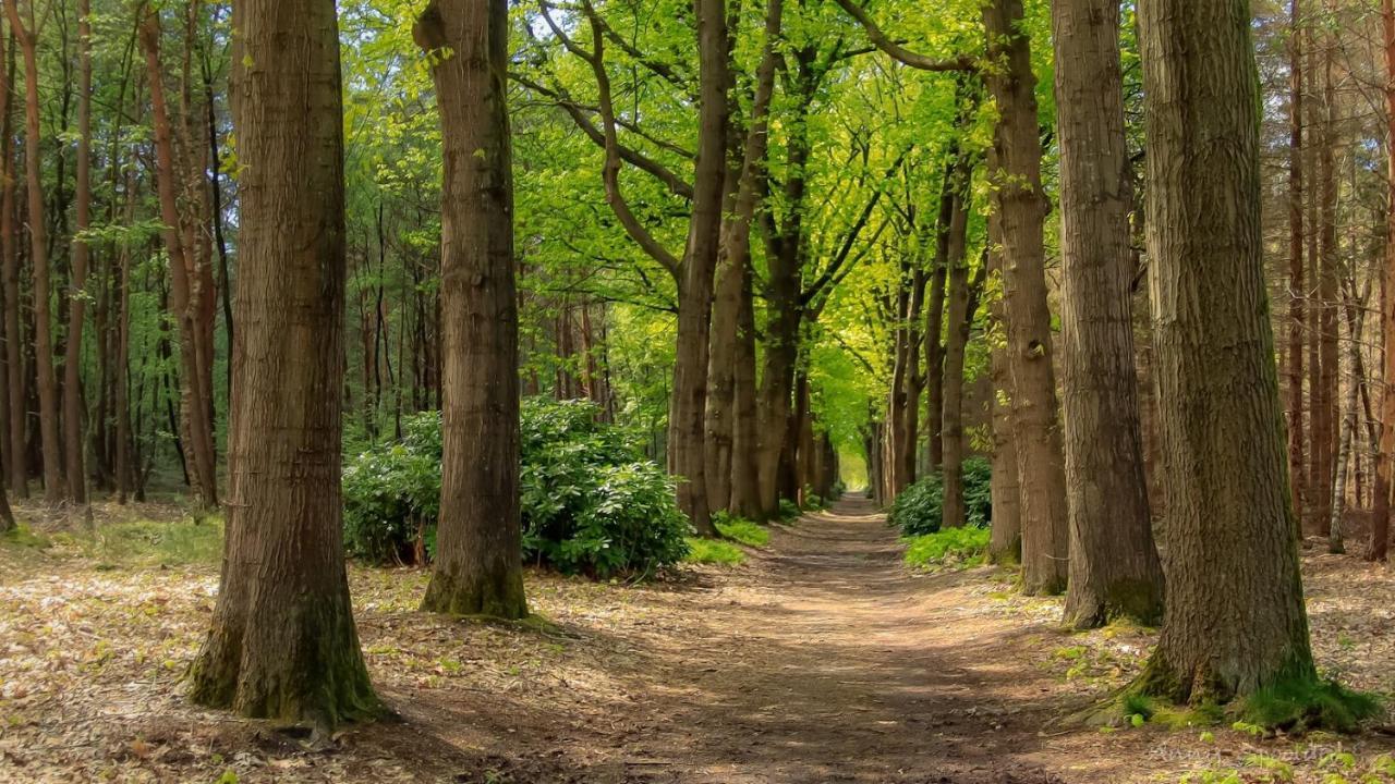 Vakantiehuis In Een Prachtige Bosrijke Omgeving In Twente! Bornerbroek 외부 사진